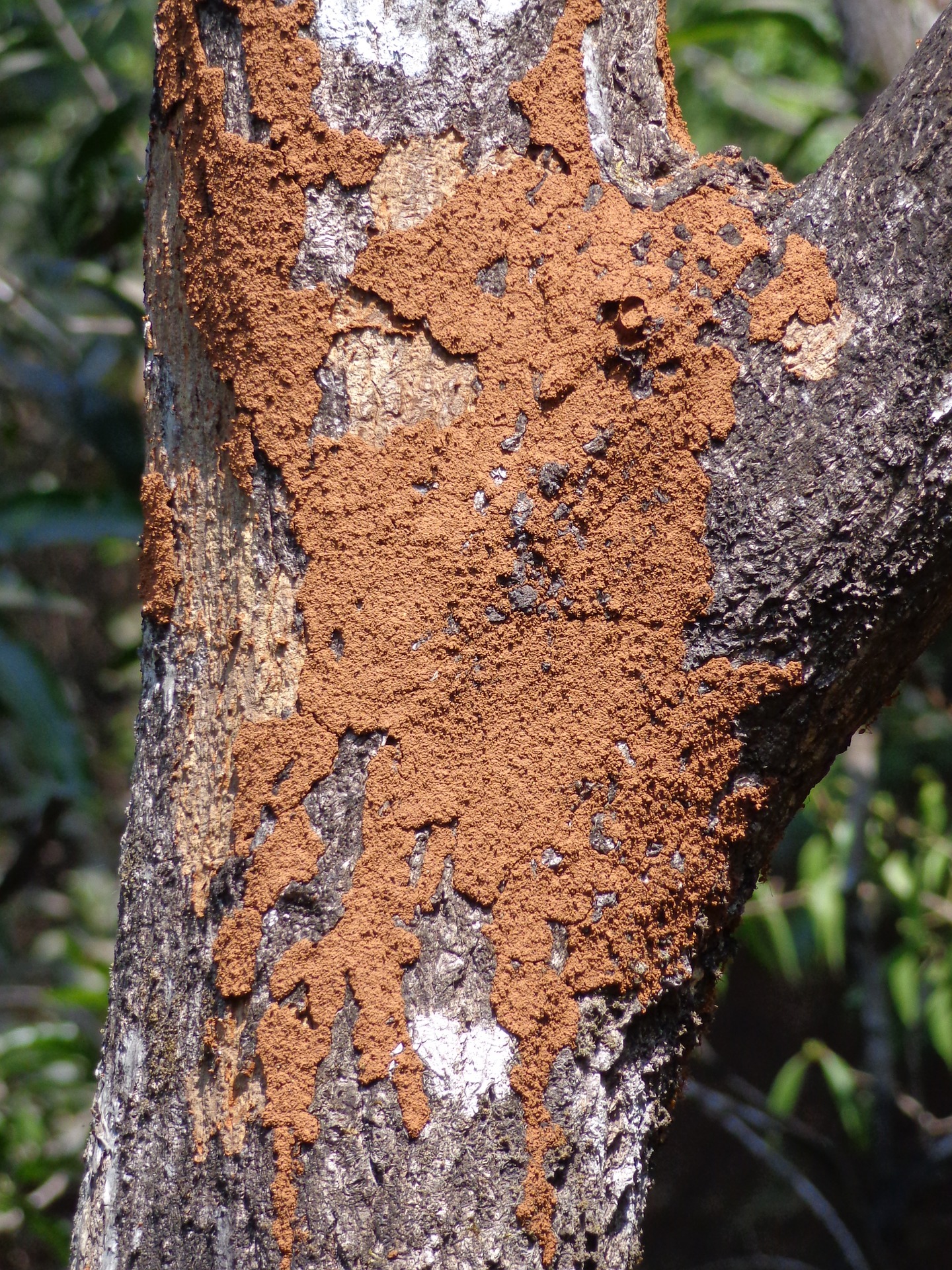 5-types-of-termites-and-how-to-identify-them-breda-pest-management