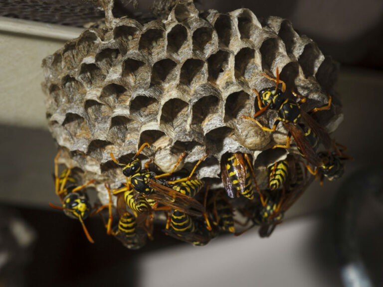 Expert Wasp Removal in Melbourne. Free Quotes!