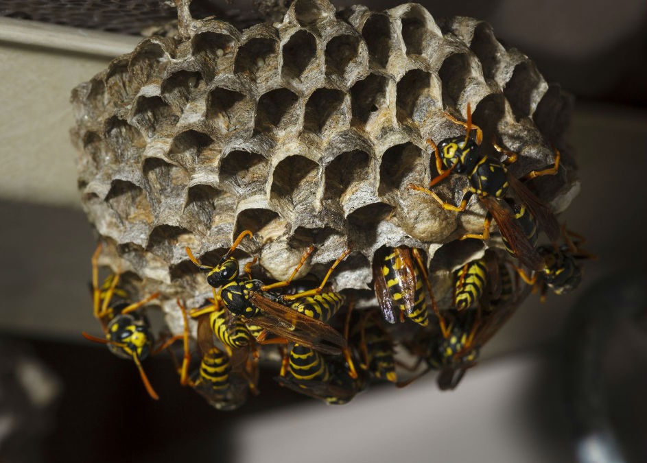 Wasp Removal Melbourne