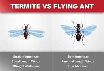 7 Do's & Don'ts Of Flying Termites In Your House Or Outdoors