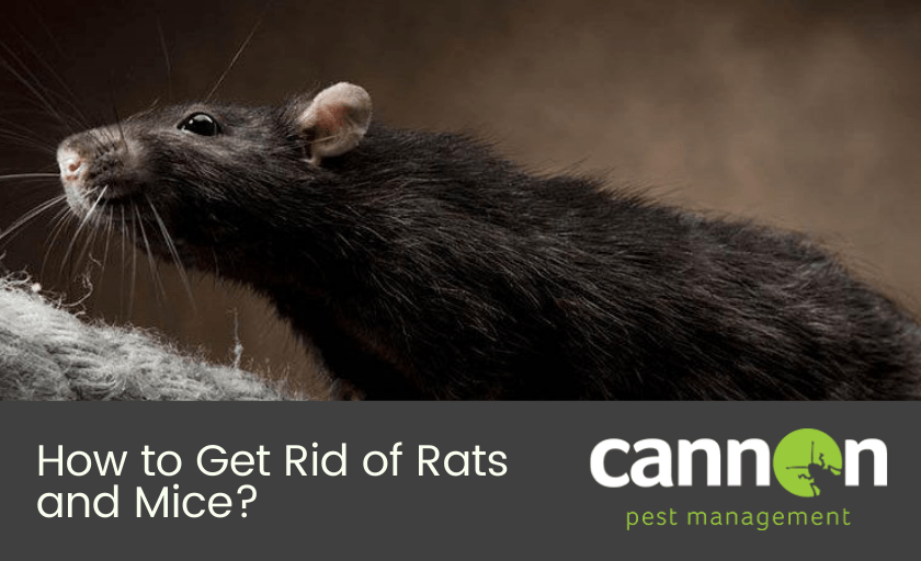 getting rid of rats