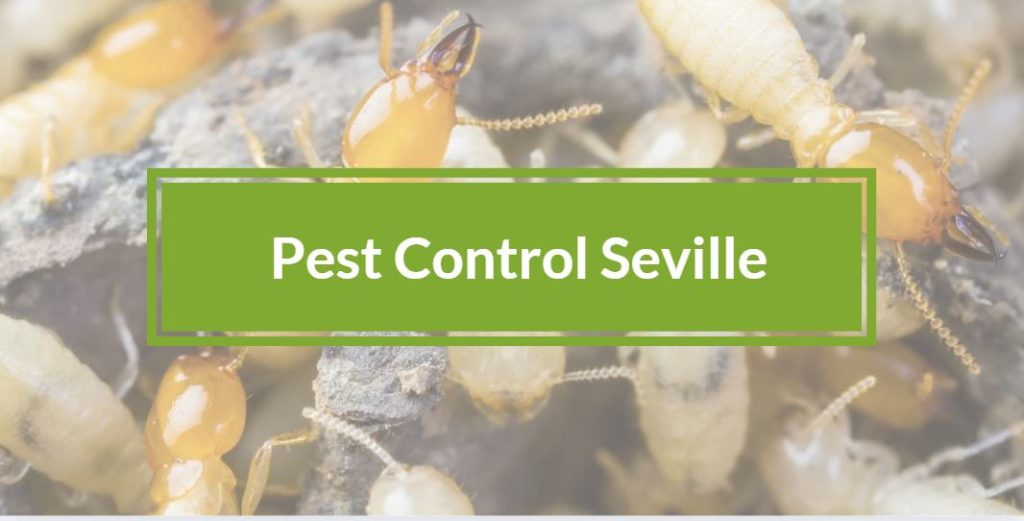 Pest control Seville