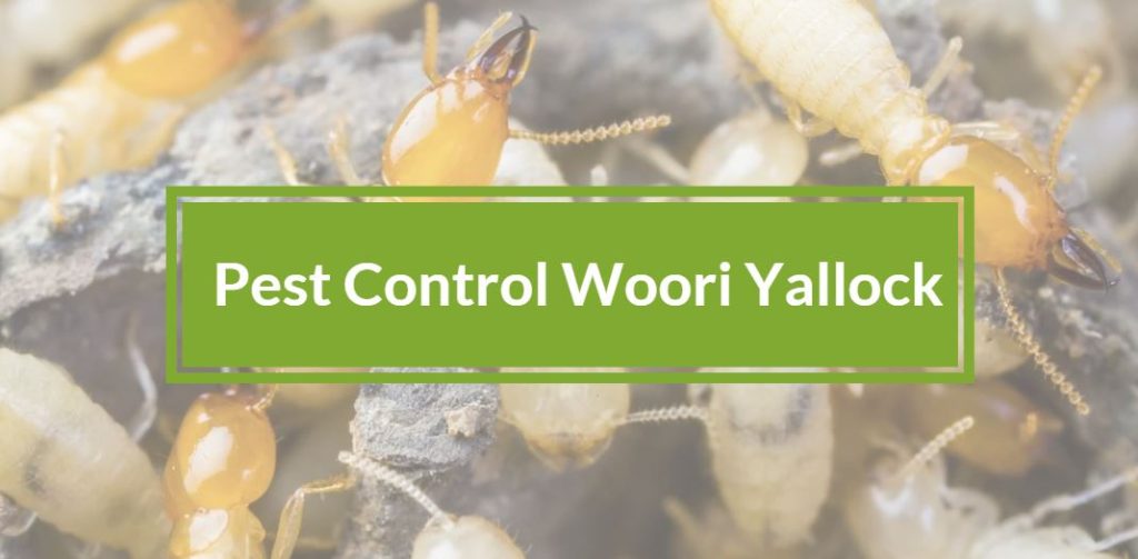 Pest control Woori Yallock