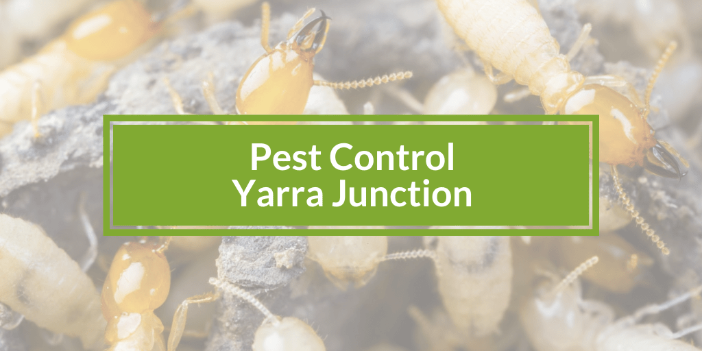 Pest control Yarra Junction